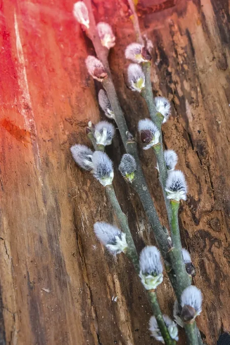 Framed Print : Print of Pussy Willow Branches in Early Spring Framed Print : Print of Pussy Willow Branches in Early Spring