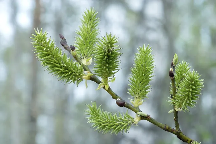 Framed Print : Willow Branch Print with Bloomed Leaf Bud Framed Print : Willow Branch Print with Bloomed Leaf Bud