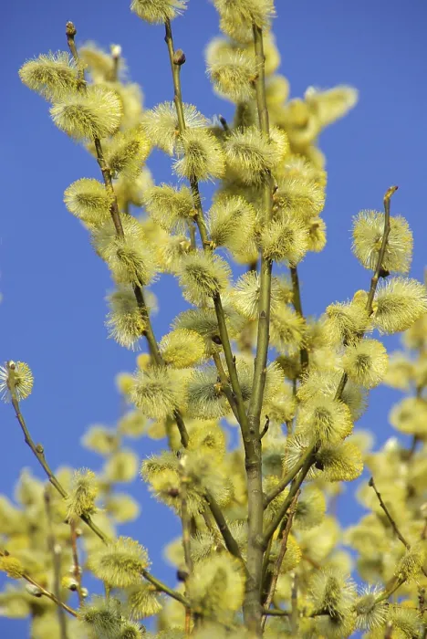 Framed Print : Willow Catkin Print Framed Print : Willow Catkin Print
