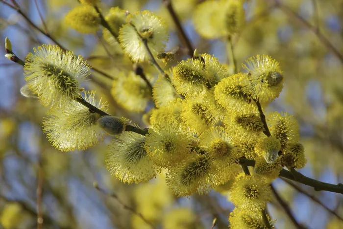 Framed Print : Willow Catkin Print from Nature Framed Print : Willow Catkin Print from Nature