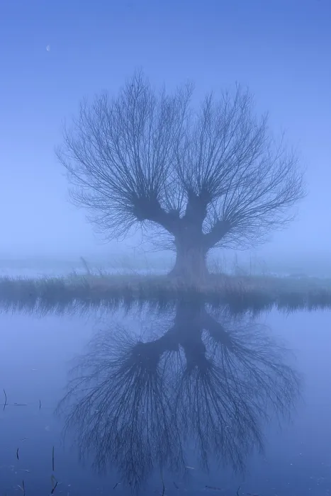 Framed Print : Willow in Fog Print, Dummer See, Germany Framed Print : Willow in Fog Print, Dummer See, Germany