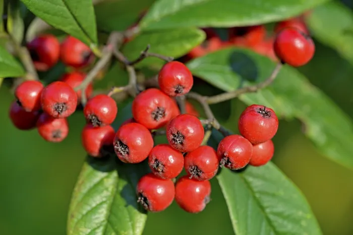 Framed Print : Willow-leaved Cotoneaster Print, Germany Framed Print : Willow-leaved Cotoneaster Print, Germany
