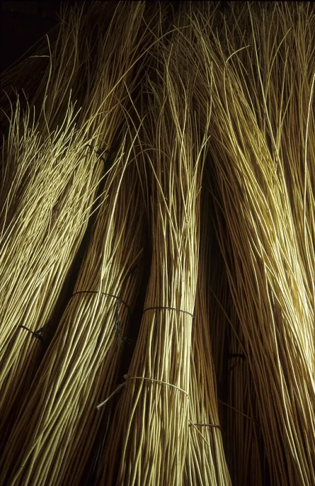 Framed Print : Print of Peeled and Bundled Willow Framed Print : Print of Peeled and Bundled Willow