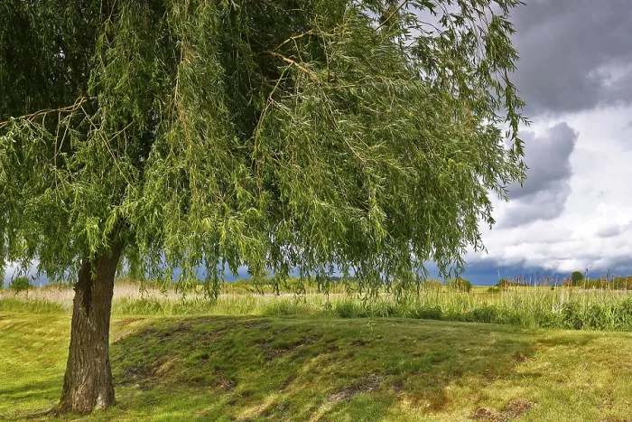 Framed Print : Willow Tree Print, Peenetal Nature Park, Germany