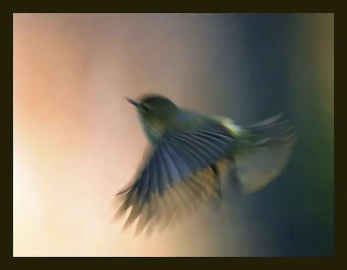 Framed Print : Willow Warbler Print, Phylloscopus Trochilus in Flight Framed Print : Willow Warbler Print, Phylloscopus Trochilus in Flight