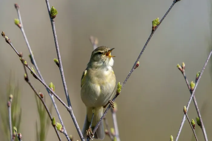 Framed Print : Willow Warbler Print, Phylloscopus trochilus in Spring