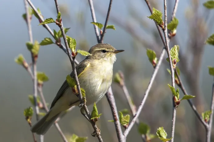 Framed Print : Willow Warbler Print, Phylloscopus Trochilus Framed Print : Willow Warbler Print, Phylloscopus Trochilus