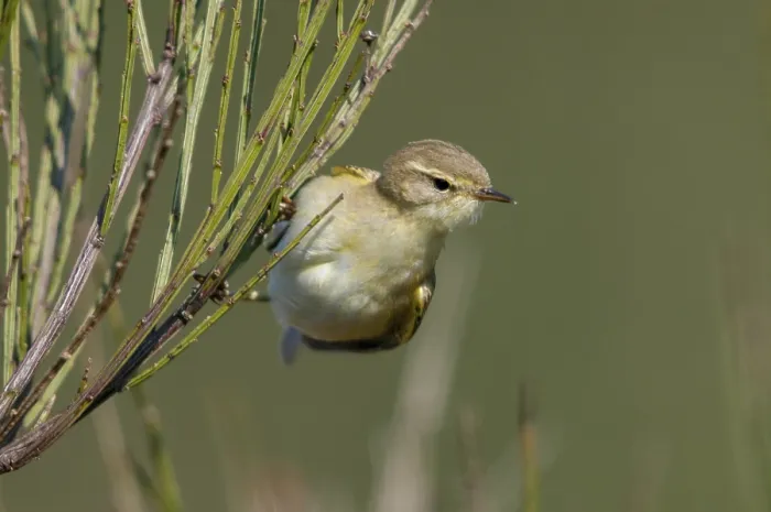 Framed Print : Willow Warbler Print, Phylloscopus Trochilus Framed Print : Willow Warbler Print, Phylloscopus Trochilus