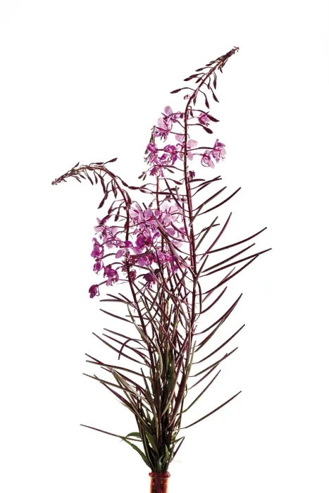 Framed Print : Willowherb Print (Epilobium) Framed Print : Willowherb Print (Epilobium)