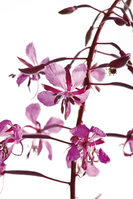 Framed Print : Willowherb Print - Epilobium Species