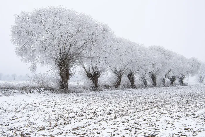 Framed Print : Willows in Snow, Vechta Print Framed Print : Willows in Snow, Vechta Print