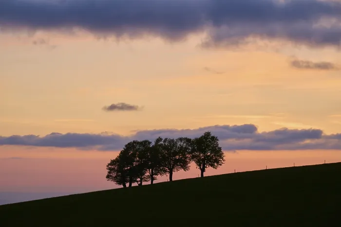 Framed Print : Wind beeches at sunset Print, Schauinsland, Germany Framed Print : Wind beeches at sunset Print, Schauinsland, Germany