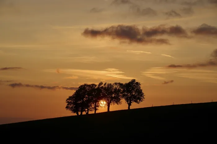 Framed Print : Wind beeches at sunset in spring Print, Germany