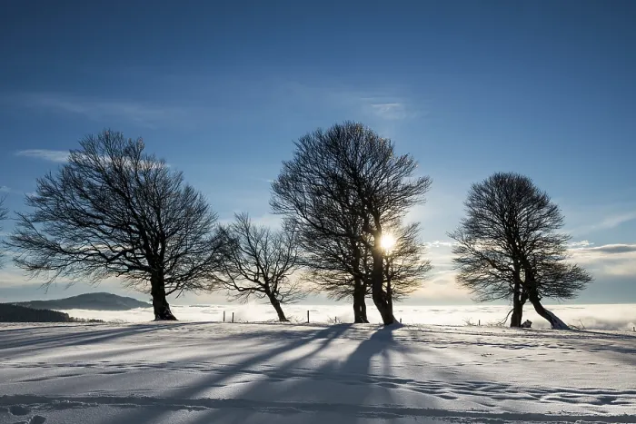 Framed Print : Wind-bent beeches at sunset in winter, Schauinsland print Framed Print : Wind-bent beeches at sunset in winter, Schauinsland print
