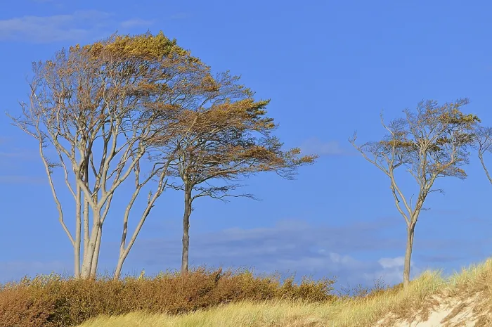 Framed Print : Windblown Beech Trees on Weststrand Beach Print, Germany Framed Print : Windblown Beech Trees on Weststrand Beach Print, Germany