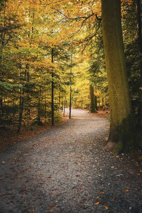 Framed Print : Autumn Forest Path Print, Black Forest Germany Framed Print : Autumn Forest Path Print, Black Forest Germany