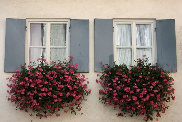 Framed Print : Windows with Flower Boxes Print Framed Print : Windows with Flower Boxes Print