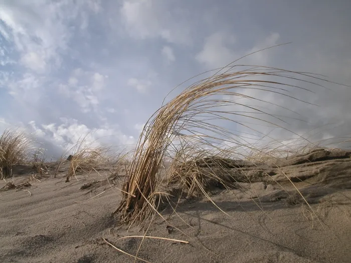 Framed Print : Windswept Marram Grass Print Framed Print : Windswept Marram Grass Print