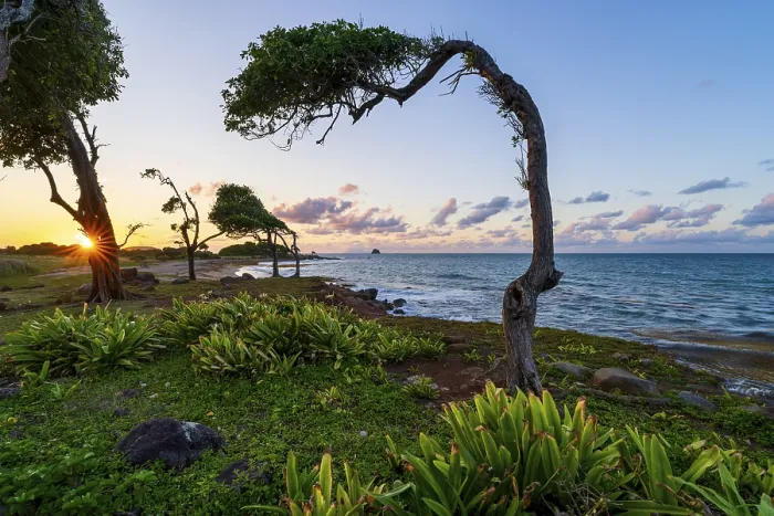 Framed Print : Windswept tree at Pointe Allegre, Guadeloupe Print Framed Print : Windswept tree at Pointe Allegre, Guadeloupe Print