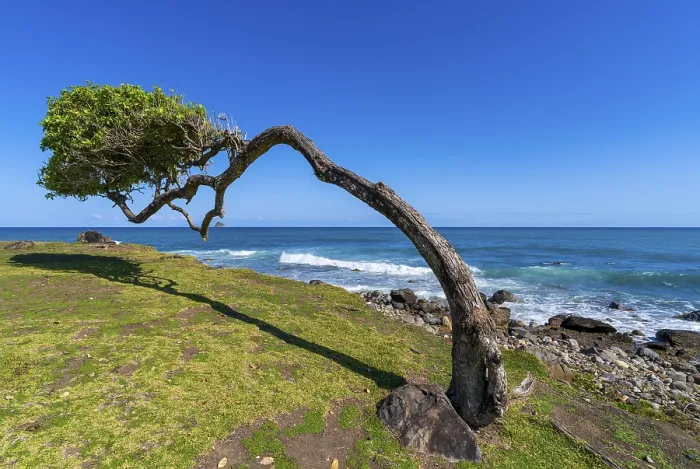 Framed Print : Windswept Tree Print at Pointe Allgre, Guadeloupe Framed Print : Windswept Tree Print at Pointe Allgre, Guadeloupe