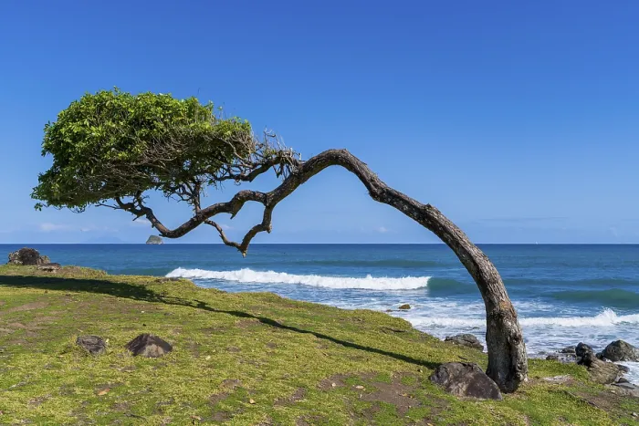 Framed Print : Windswept Tree Print, Guadeloupe, Caribbean Framed Print : Windswept Tree Print, Guadeloupe, Caribbean