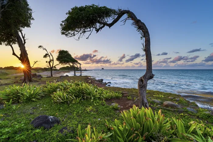 Framed Print : Windswept tree print at sunset, Guadeloupe Framed Print : Windswept tree print at sunset, Guadeloupe