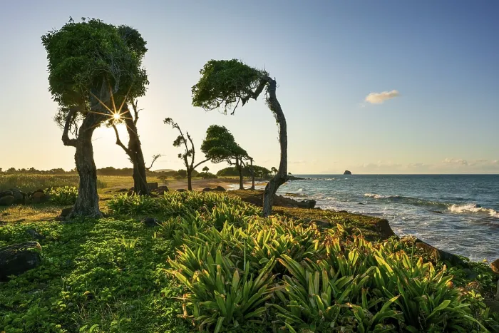 Framed Print : Windswept tree Print at Pointe Allgre, Guadeloupe
