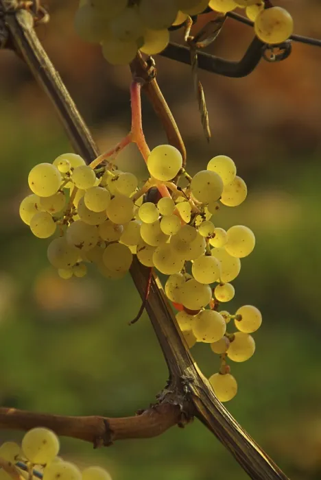 Framed Print : Wine, Grape Print Framed Print : Wine, Grape Print