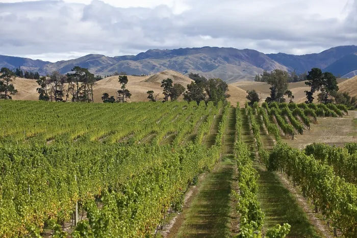 Framed Print : Winegrowing in Neuseeland Print Framed Print : Winegrowing in Neuseeland Print