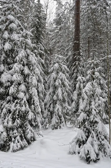 Framed Print : Serene Winter Forest Print Framed Print : Serene Winter Forest Print