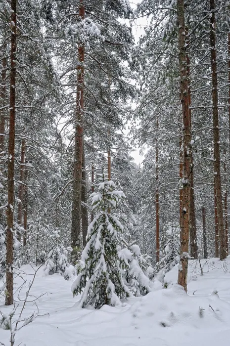 Framed Print : Winter Forest Landscape Print Framed Print : Winter Forest Landscape Print