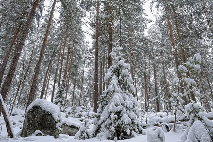 Framed Print : Winter Forest Landscape Print Framed Print : Winter Forest Landscape Print