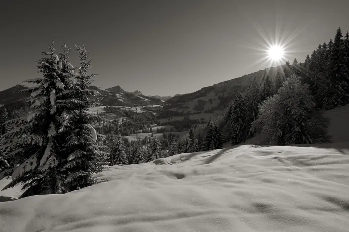 Framed Print : Black-and-White Winter Forest Print, Unterjoch, Germany Framed Print : Black-and-White Winter Forest Print, Unterjoch, Germany