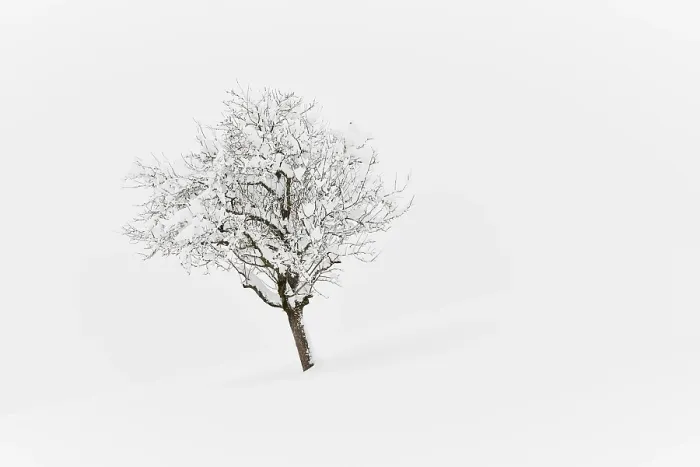 Framed Print : Winter Landscape Print, Snowed Tree in Zurich, Switzerland Framed Print : Winter Landscape Print, Snowed Tree in Zurich, Switzerland