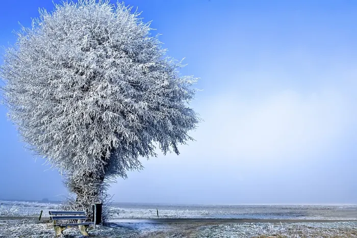 Framed Print : Winter Landscape Print: Single White Tree Under Ice