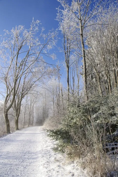 Framed Print : Winter Landscape Print: Snowy Path in Sauerland, Germany Framed Print : Winter Landscape Print: Snowy Path in Sauerland, Germany