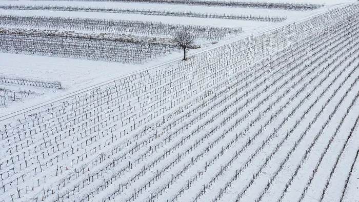 Framed Print : Winter Landscape Print: Pulkautal Vineyards, Lower Austria Framed Print : Winter Landscape Print: Pulkautal Vineyards, Lower Austria