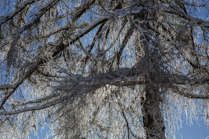 Framed Print : Winter Print: Snow-Covered Tree in Backlight, Oberstdorf, Bavaria Framed Print : Winter Print: Snow-Covered Tree in Backlight, Oberstdorf, Bavaria