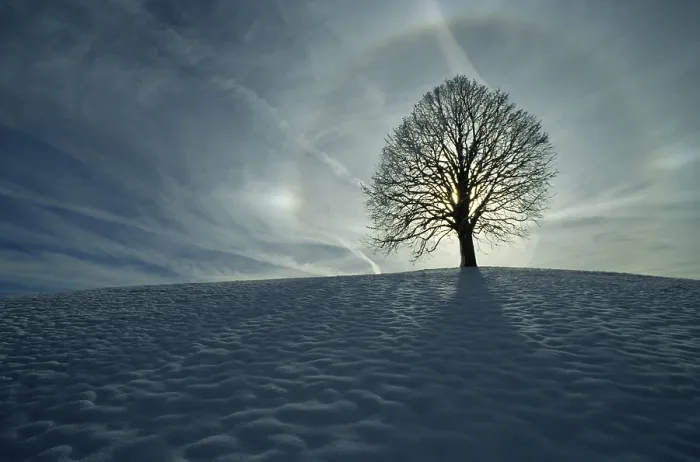 Framed Print : Winter Tree, Linden Tree Print with Ethereal Aura Framed Print : Winter Tree, Linden Tree Print with Ethereal Aura