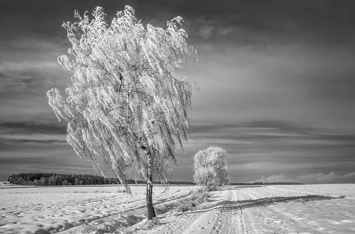 Framed Print : Winterb Winterb Print Framed Print : Winterb Winterb Print