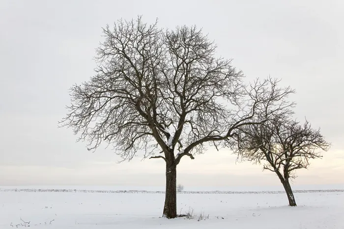 Framed Print : WinterTag Print