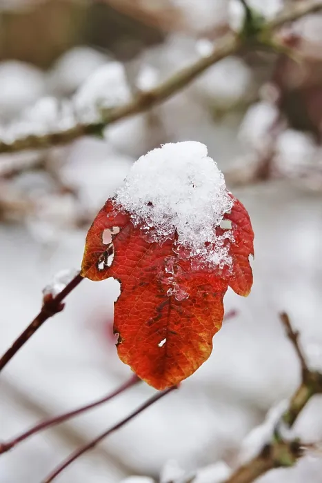 Framed Print : Wintertime Leaf Print, Germany Framed Print : Wintertime Leaf Print, Germany