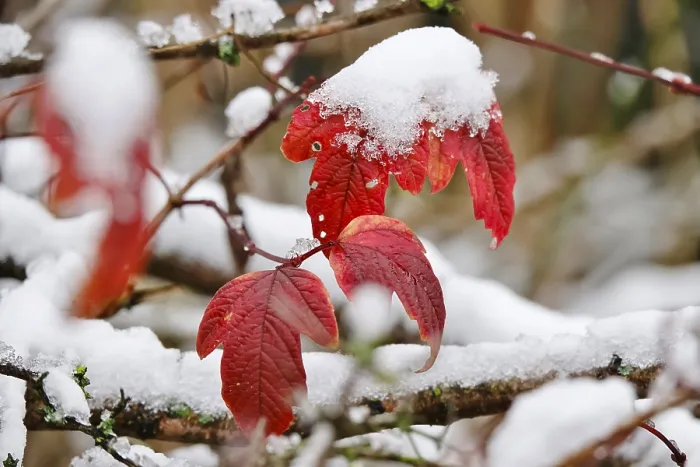 Framed Print : Wintertime Print: Leaf with Snow, Germany Framed Print : Wintertime Print: Leaf with Snow, Germany