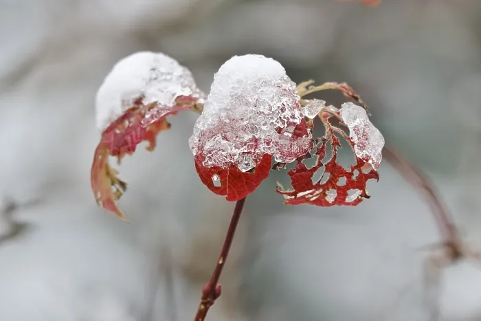 Framed Print : Wintertime Print: Leaf with Snow, Germany Framed Print : Wintertime Print: Leaf with Snow, Germany