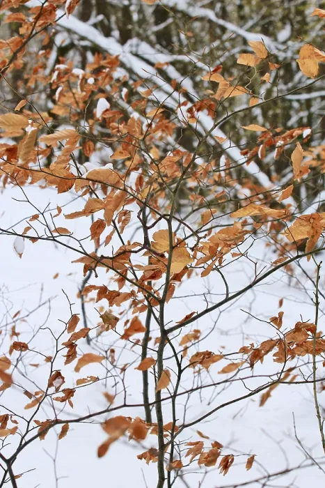 Framed Print : Wintertime Print: Small Beech Tree in Germany Framed Print : Wintertime Print: Small Beech Tree in Germany