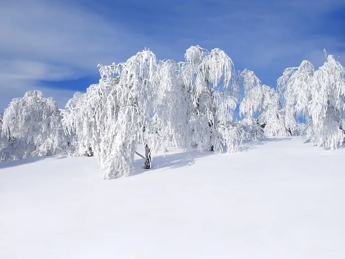 Framed Print : Wintry Landscape Print with Snowy Trees Framed Print : Wintry Landscape Print with Snowy Trees