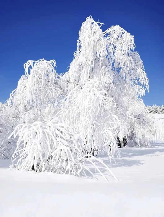 Framed Print : Wintry Landscape Print with Snowy Trees