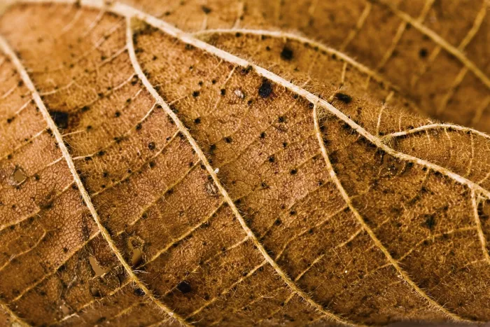Framed Print : Wires Leaf Print by ImageBROKER Framed Print : Wires Leaf Print by ImageBROKER