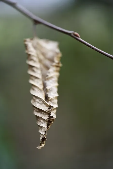 Framed Print : Withered Leaf Print Framed Print : Withered Leaf Print