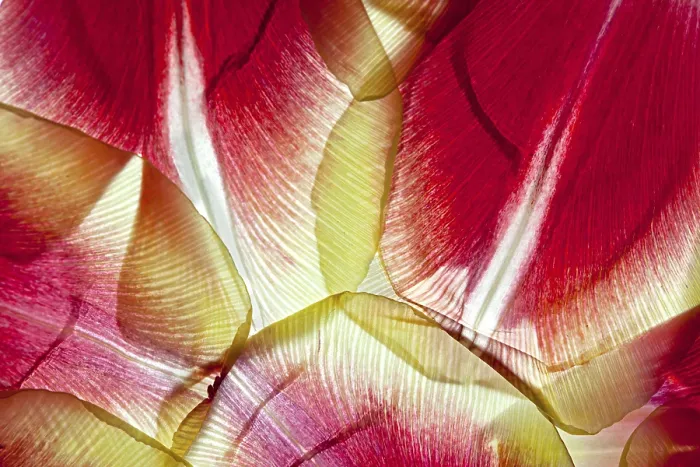Framed Print : Withered Leaves Print Framed Print : Withered Leaves Print
